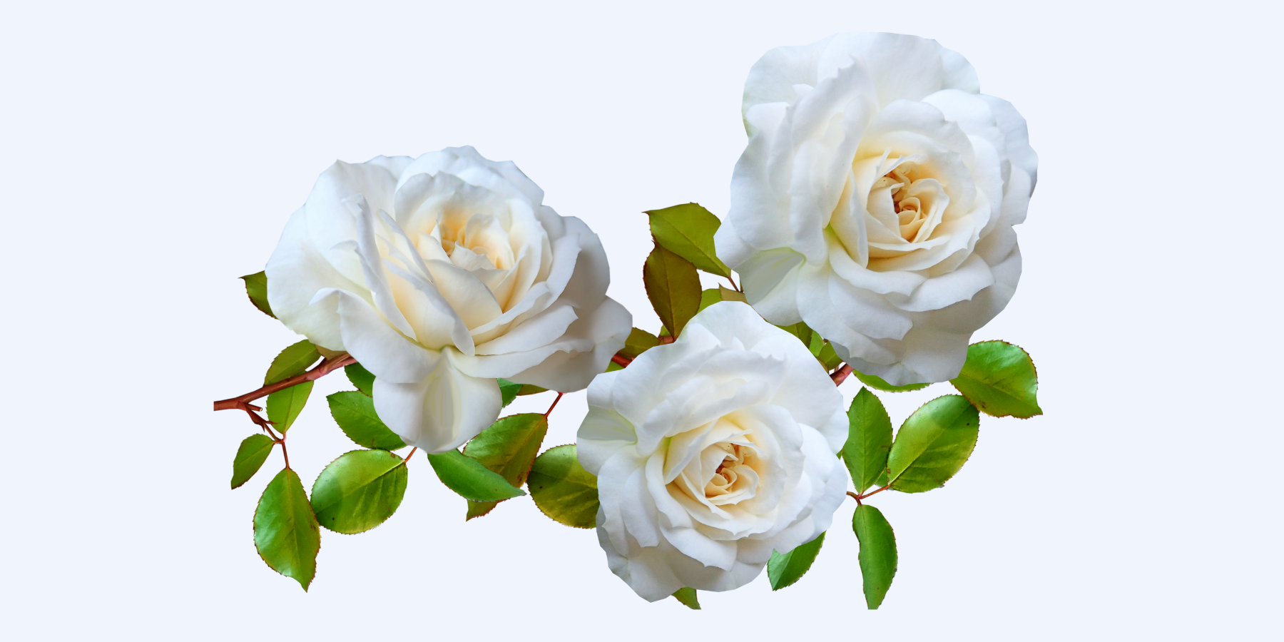 image of 3 white roses