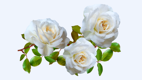 image of 3 white roses