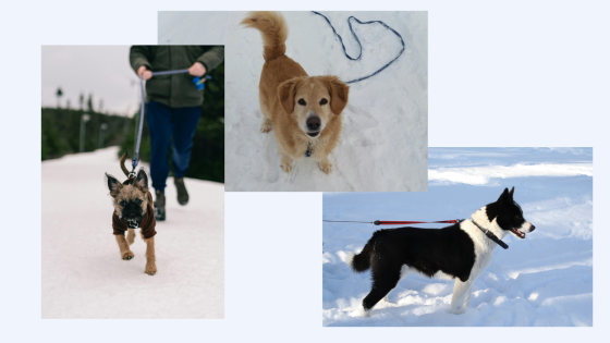 dogs in snow