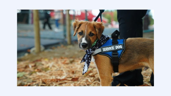 puppy on leash outside wearing blue service dog vest