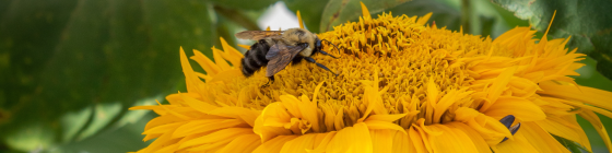 bee on a flower