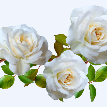image of 3 white roses